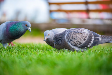 Pigeons on the grass in the park. Photographed close-up.