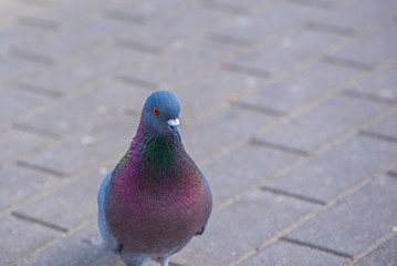 Pigeons on the pavement peck seeds. Photographed close-up.
