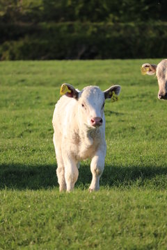 mixed colours of cows with calf in a summer  grassy field