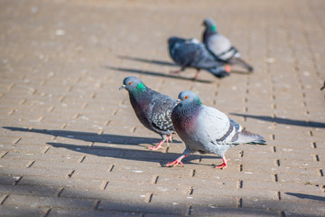 Pigeons on the pavement peck seeds. Photographed close-up.