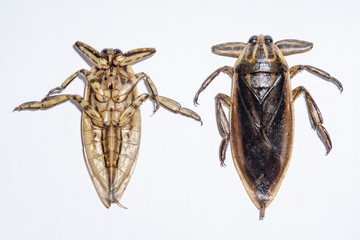 Lethocerus indicus on white background,giant water bug in Thailand.Lethocerus indicus isolated on white background.