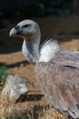 Griffon vulture in a detailed portrait