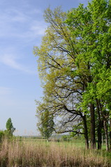 Obraz premium closeup of a part of green trees near dried river reeds in the field in spring
