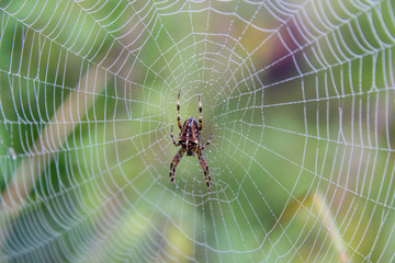 spider on spider web with dewdrops