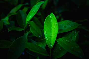 Rain drops on green leaves,Fresh green leaves on trees, leaf backgrounds, nature concept	