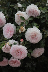 Obraz na płótnie Canvas pink roses in garden