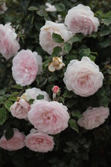 pink rose in the garden