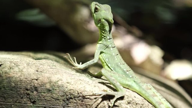 Common basilisk (Basiliscus basiliscus) in the natural habitat in the forest of Costa Rica (Carribean coast)