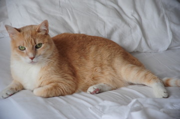 Fototapeta na wymiar Cat relaxing at home in bed.