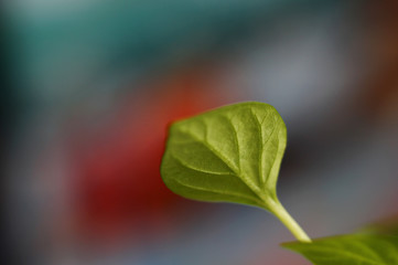 pepper seedling leaf on a blurry colored background