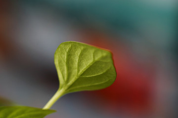 pepper seedling leaf on a blurry colored background
