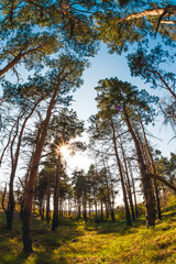 Fototapeta premium Bottom fisheye view of Pine forest