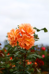 orange flowers in the garden