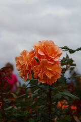 orange flower in the garden