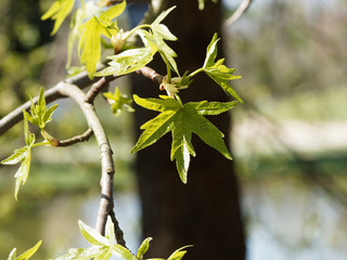(liquidambar orientalis) Gros plan sur feuilles alternes et palmatilobées, triangulaires, vert mat...
