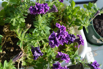 Top view of violet flowers of petunia in balcony garden.