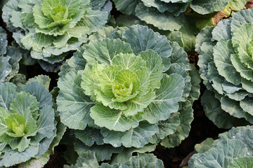 Ornamental cabbage or Purple in garden, Vegetable