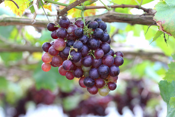 Purple grapes on vine in the farm.