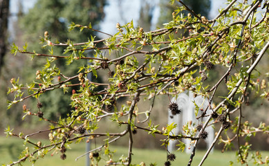 Liquidambar orientalis - Branches garnies de feuilles palmatilobées vert mat et anciennes infructescences globuleuses hivernale brunes et pendantes sur de longs pédoncules du Copalme d'Orient