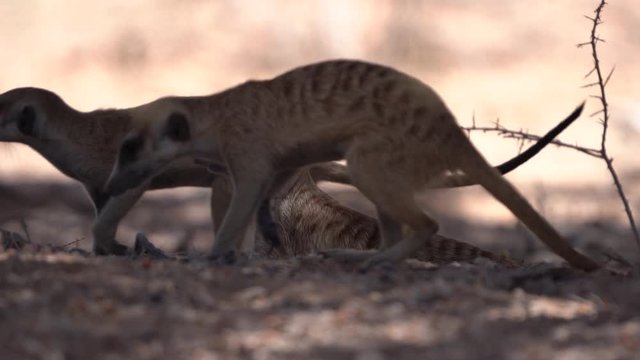 A close up shot of a Meerkat lying in the shade of a tree, on a hot day, in the Kalahari desert of Southern Africa while other Meerkats forage for food.