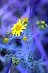 yellow flower on blue background