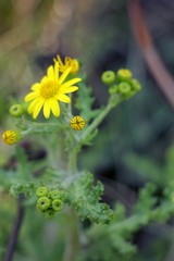 yellow flower in the garden