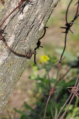 fence and flower