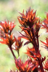 red flower