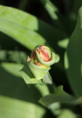 bud of tulip