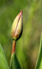 bud of tulip