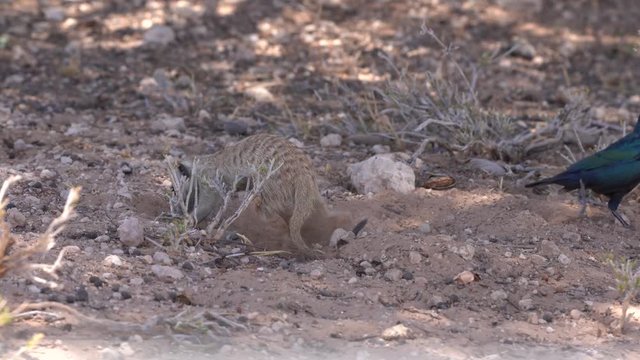 A close up of a young Meerkat foraging for food in the sands of the Kalahari Desert.