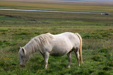 Obraz na płótnie Canvas Iceland - August 26, 2017: An icelandic horse in a field, Iceland, Europe