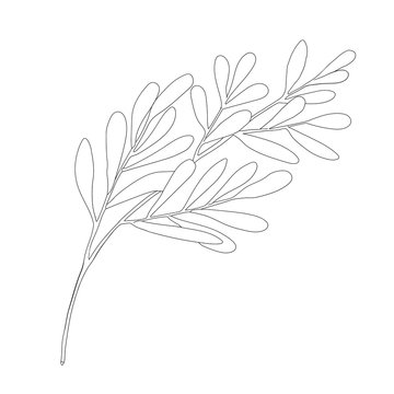 Tea tree leaf outline vector illustration. Hand drawn botanical doodle sketch of Melaleuca alternifolia. Black and white medicinal plant. Herb for cosmetics, package, essential oil, coloring book.