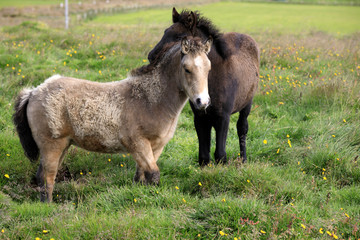 Iceland - August 26, 2017: An icelandic horse in a field, Iceland, Europe