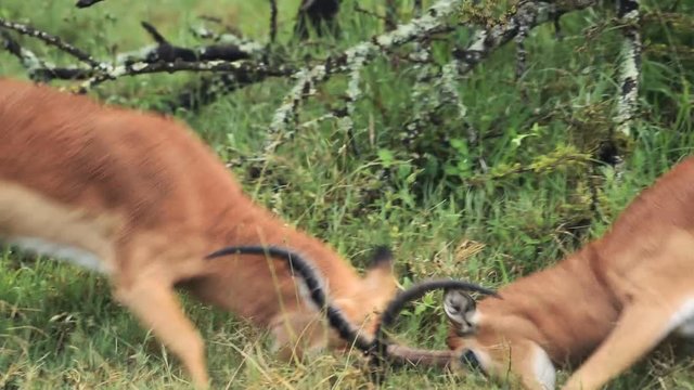 Beautiful African male antelopes fighting for the right of dominance - close up
