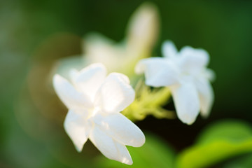 close-up of beautiful jasmine flower with bokeh