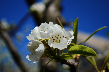Obraz premium Flowering branch of pear. blooming spring garden. Flowers pear close-up. Pear blossom