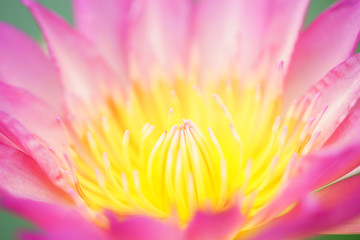  close up of beautiful blooming lotus flower