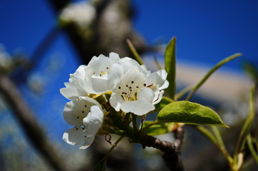 Flowering branch of pear. blooming spring garden. Flowers pear close-up. Pear blossom