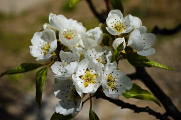 Flowering branch of pear. blooming spring garden. Flowers pear close-up. Pear blossom