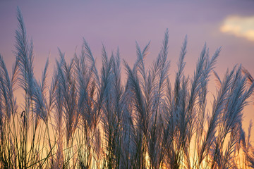 wind blowing tall reeds flower at sunset