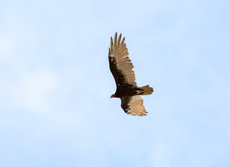 Bird American vulture (turkey vulture) in the sky. Puerto Madryn. Argentina.
 The Turkey vulture is a bird in the family of American vultures native to North and South America. It is considered one of