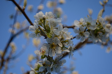 Flowering branch of pear. blooming spring garden. Flowers pear close-up. Pear blossom