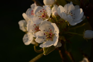 Fototapeta na wymiar Flowering branch of pear. blooming spring garden. Flowers pear close-up. Pear blossom