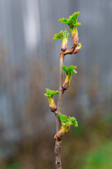 Close up of currant branches with young leaves on a gentle light background in early spring. Copy space - 342256844