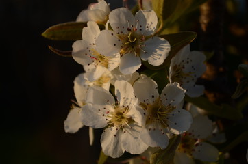 Flowering branch of pear. blooming spring garden. Flowers pear close-up. Pear blossom