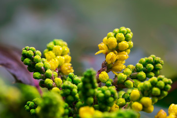 Closeup of a blooming yellow bush, mahonia. Bright summer spring background, copy space - 342256876