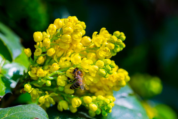 Closeup honey bee collects honey on a blooming yellow bush, mahonia. Bright summer spring background, copy space