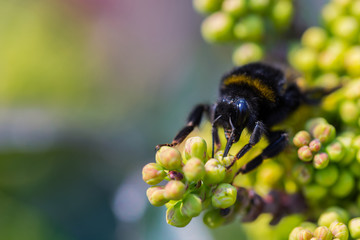 Macro of Bee collec nectar from blooming yellow flower, mahonia. Bright summer spring background, copy space