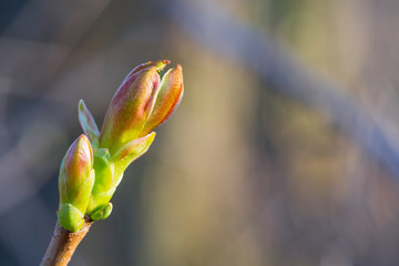 Green buds on branches in spring. Nature and blooming in spring time. Bokeh light background.